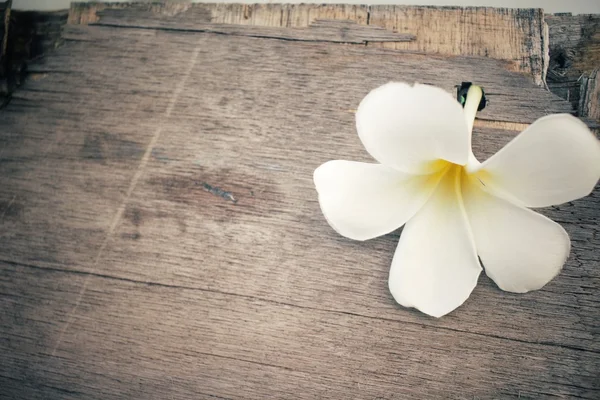 White frangipani flower — Stock Photo, Image