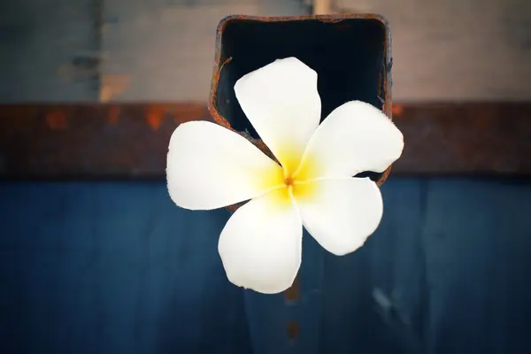 White frangipani flower — Stock Photo, Image