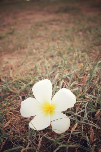 Φραντζιπάνι λευκό λουλούδι — Φωτογραφία Αρχείου