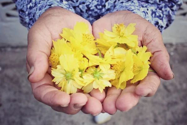 Flores de crisantemo con manos —  Fotos de Stock