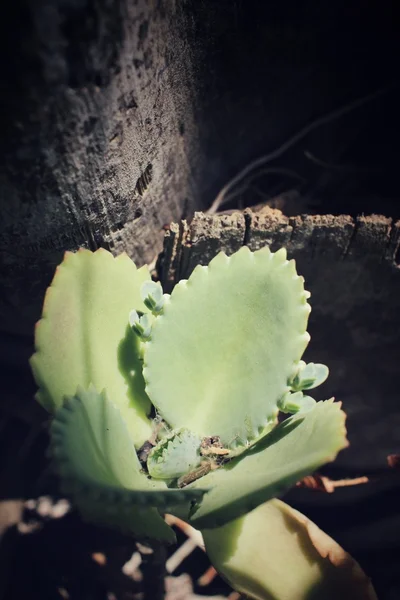 老式的肉质植物 — 图库照片