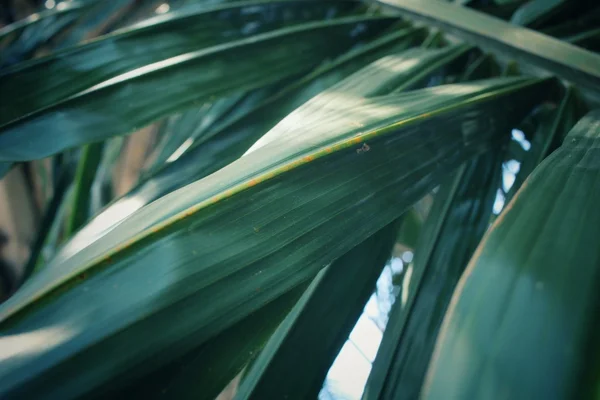 Palmen bladeren — Stockfoto