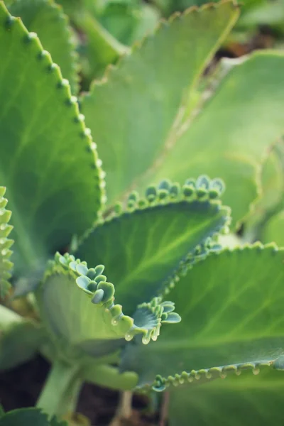 Pianta succulenta vintage — Foto Stock