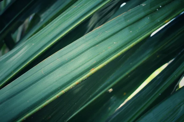 Folhas de palma — Fotografia de Stock