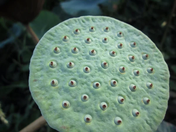 Lotus seeds — Stock Photo, Image