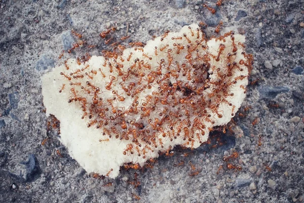 Ants eating. — Stock Photo, Image