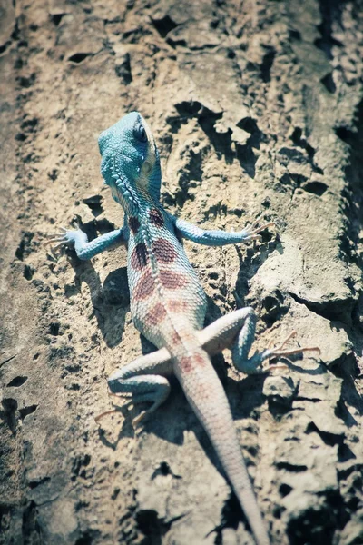 Bule lagarto tailandés en el árbol —  Fotos de Stock