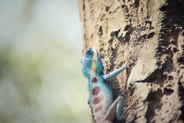 树上的蓝色泰国蜥蜴 — 图库照片