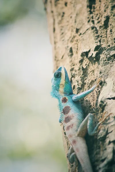 Булева тайська ящірка на дереві — стокове фото