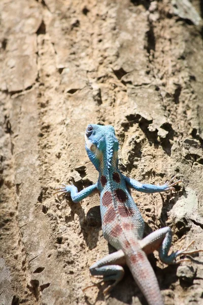 Bule thai eidechse auf baum — Stockfoto