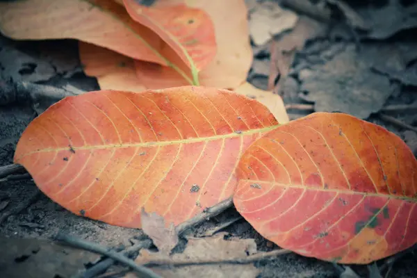 Feuilles séchées — Photo