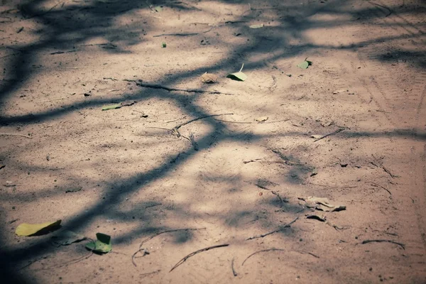 Tree branches with shadow — Stock Photo, Image