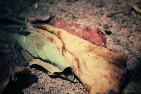 Dried leaves — Stock Photo, Image