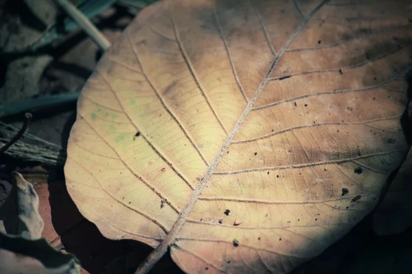 Feuilles séchées — Photo