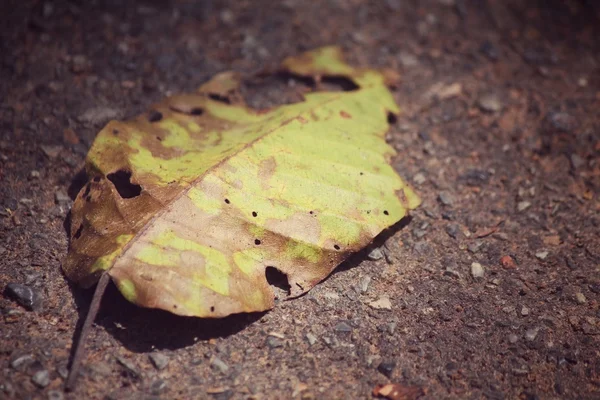 Feuilles séchées — Photo