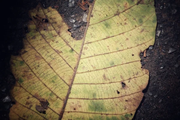 Feuilles séchées — Photo