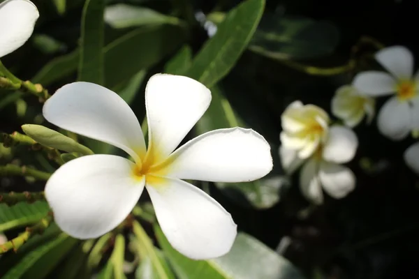 White frangipani flower on tree — Stock Photo, Image