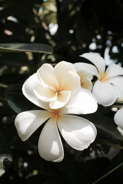 Vit frangipani blomma på träd — Stockfoto