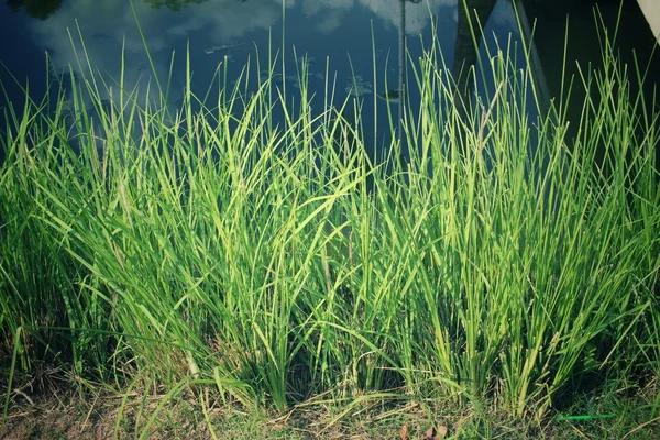 Vetiver трави — стокове фото