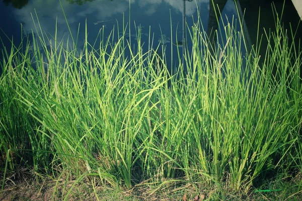 Erba vetiver — Foto Stock