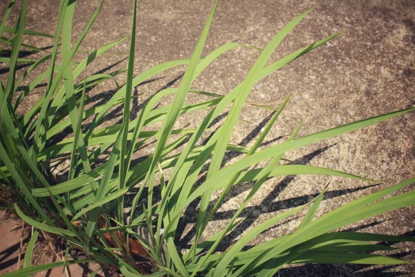 Vetiver Gras mit Schatten — Stockfoto