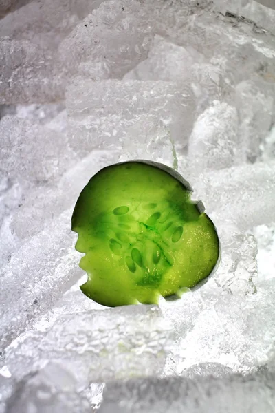 Pepinillo sobre hielo — Foto de Stock