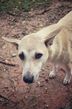 Köpek parkta arıyorsunuz