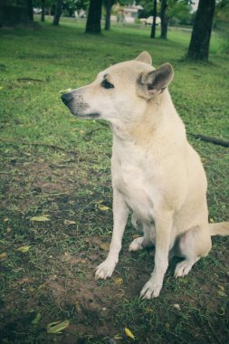 Köpek parkta arıyorsunuz