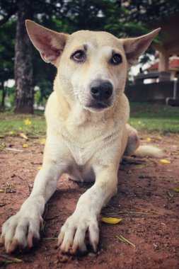 Köpek parkta arıyorsunuz