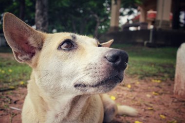 Köpek parkta arıyorsunuz