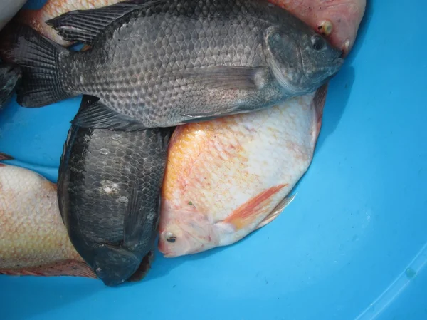 Frischer Fisch — Stockfoto