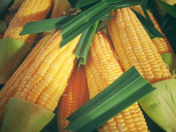 Fresh corn — Stock Photo, Image