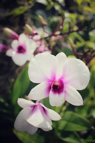 Flores de orquídea vintage — Fotografia de Stock