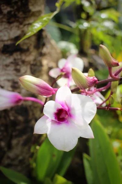 Vintage orchid flowers — Stock Photo, Image