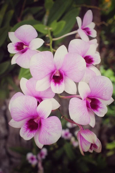 Vintage orchid flowers — Stock Photo, Image