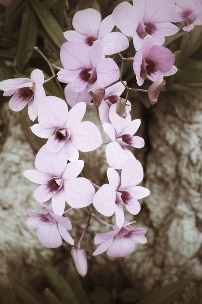 Orchideenblüten — Stockfoto