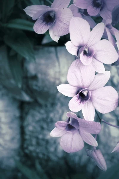 Vintage orchid bloemen — Stockfoto