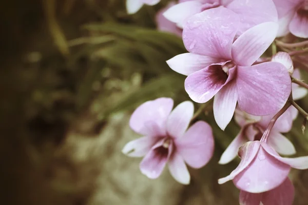 Flores de orquídea vintage — Fotografia de Stock