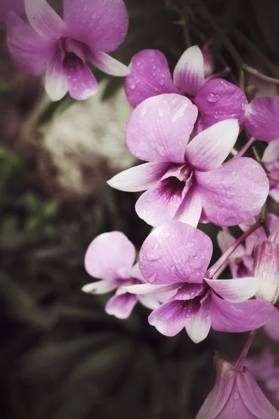 Flores de orquídea vintage —  Fotos de Stock