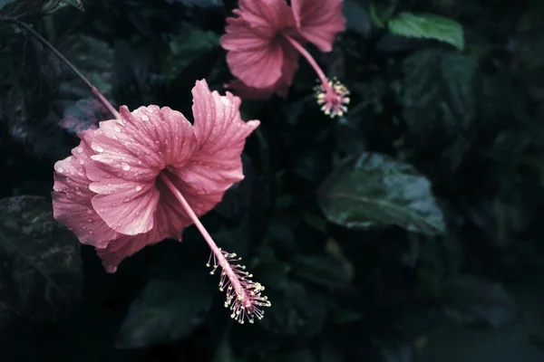 Винтажные цветы гибискуса — стоковое фото