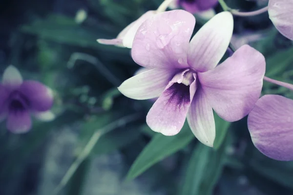 Flori de orhidee vintage — Fotografie, imagine de stoc
