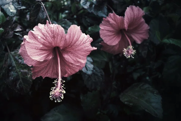 Винтажные цветы гибискуса — стоковое фото