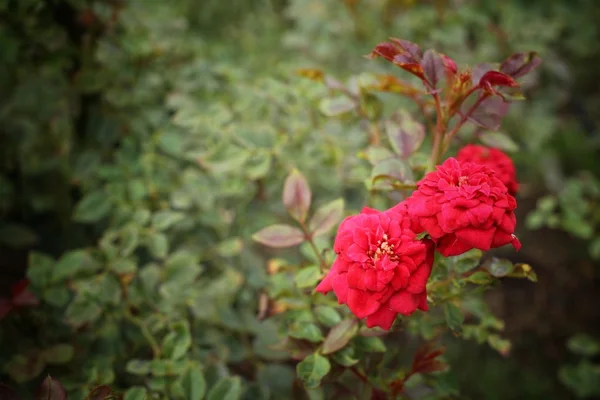 Rosas rojas en el árbol — Foto de Stock