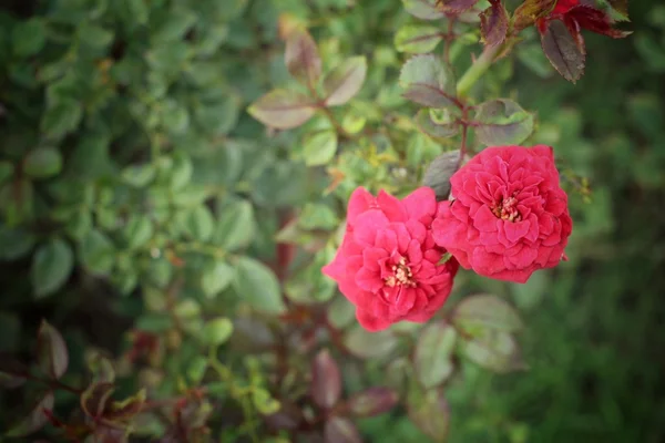 Rose rosse su albero — Foto Stock