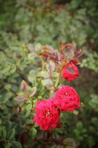 Красные розы на дереве — стоковое фото