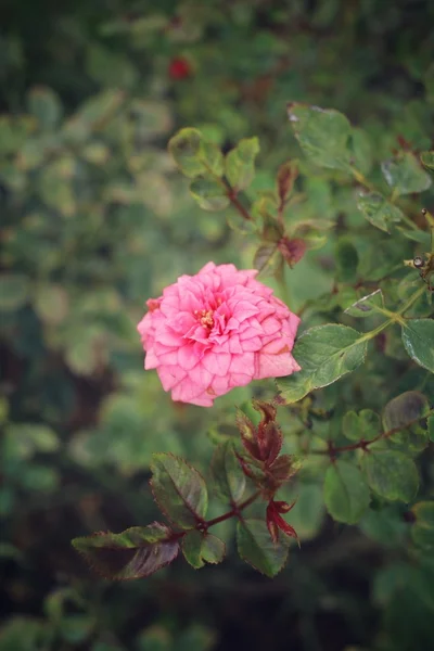 Pink rose on tree — Stock Photo, Image