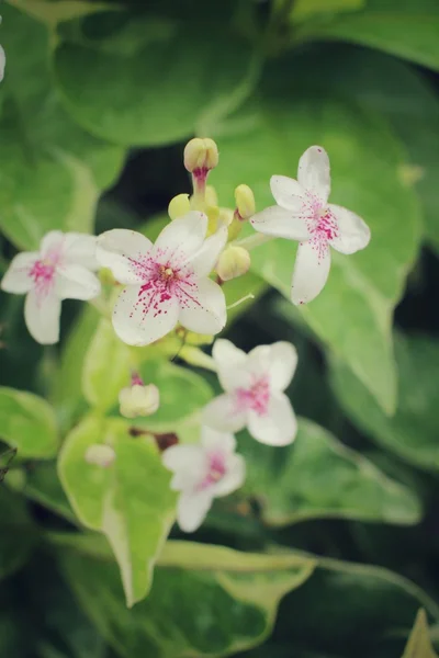 Vita blommor på träd — Stockfoto