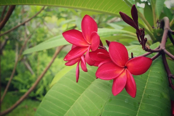 Pink frangipani flower on tree — Stock Photo, Image