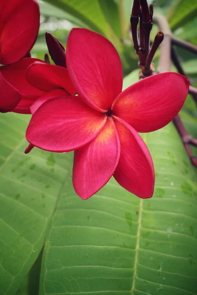 Pink frangipani flower on tree — Stock Photo, Image