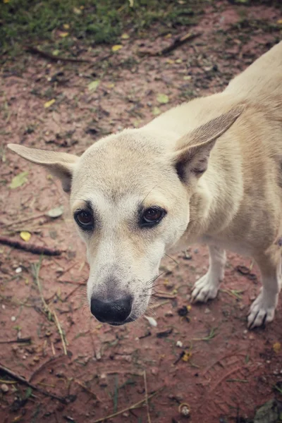 Cão olhando no parque — Fotografia de Stock